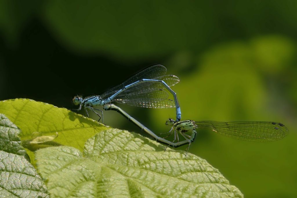 Accoppiamento di  Coenagrion puella